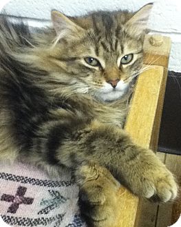 Domestic Longhair Kitten for Sale in Shippenville, Pennsylvania - Nicholas Domestic Longhair Kitten for Sale in Shippenville, Pennsylvania - Nicholas