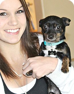 Chihuahua Dog for Sale in Bellflower, California - Tyco 4 1/2 lbs Chihuahua Dog for Sale in Bellflower, California - Tyco 4 1/2 lbs