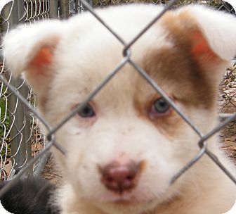 Australian Cattle Dog Mix Puppy for Sale in manasquam, New Jersey - alladin Australian Cattle Dog Mix Puppy for Sale in manasquam, New Jersey - alladin