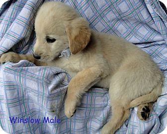 Australian Shepherd/Labrador Retriever Mix Puppy for Sale in Danbury, Connecticut - Winslow ADOPTION PENDING Australian Shepherd/Labrador Retriever Mix Puppy for Sale in Danbury, Connecticut - Winslow ADOPTION PENDING