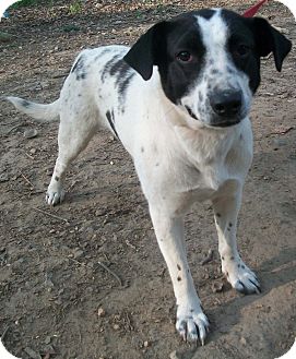Border Collie Mix Dog for Sale in Plainfield, Connecticut - Jazzy (Reduced Adoption Fee) Border Collie Mix Dog for Sale in Plainfield, Connecticut - Jazzy (Reduced Adoption Fee)