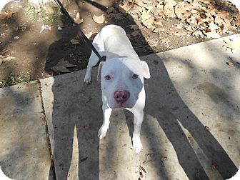 Pit Bull Terrier Mix Dog for Sale in Chula Vista, California - Blueie Pit Bull Terrier Mix Dog for Sale in Chula Vista, California - Blueie