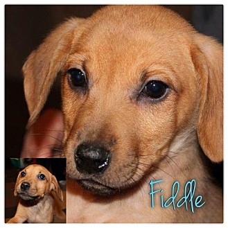 Dachshund/Beagle Mix Puppy for Sale in Westland, Michigan - Fiddle Dachshund/Beagle Mix Puppy for Sale in Westland, Michigan - Fiddle