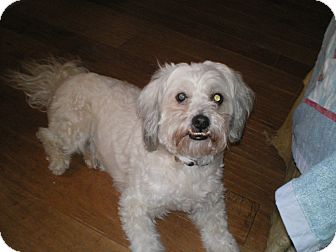 Pekingese/Maltese Mix Dog for Sale in Apex, North Carolina - Matthew Pekingese/Maltese Mix Dog for Sale in Apex, North Carolina - Matthew