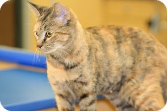American Shorthair Cat for Sale in Plainfield, Connecticut - Kalli American Shorthair Cat for Sale in Plainfield, Connecticut - Kalli