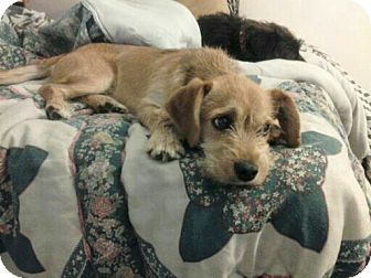 Norwich Terrier/Dachshund Mix Dog for Sale in Van Nuys, California - Bella Norwich Terrier/Dachshund Mix Dog for Sale in Van Nuys, California - Bella