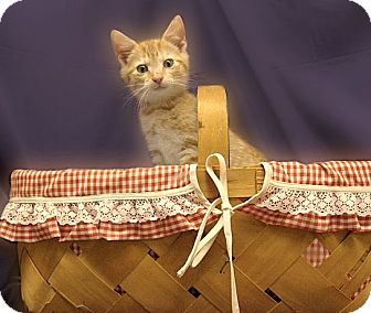 Domestic Shorthair Kitten for Sale in Richmond, Virginia - Toby Domestic Shorthair Kitten for Sale in Richmond, Virginia - Toby