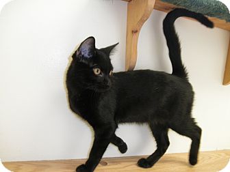 Domestic Mediumhair Kitten for Sale in Milwaukee, Wisconsin - Sluggo Domestic Mediumhair Kitten for Sale in Milwaukee, Wisconsin - Sluggo