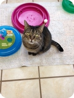 Domestic Shorthair Cat for Sale in Chippewa Falls, Wisconsin - Kitty Domestic Shorthair Cat for Sale in Chippewa Falls, Wisconsin - Kitty