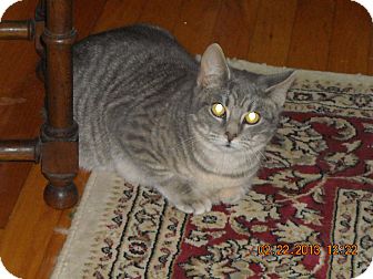 Colorpoint Shorthair Cat for Sale in Riverside, Rhode Island - Ace Colorpoint Shorthair Cat for Sale in Riverside, Rhode Island - Ace