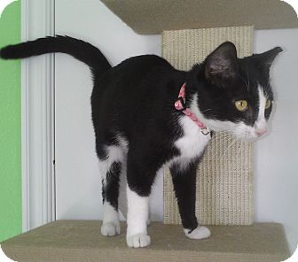 Domestic Shorthair Cat for Sale in Edmond, Oklahoma - Juliet Domestic Shorthair Cat for Sale in Edmond, Oklahoma - Juliet