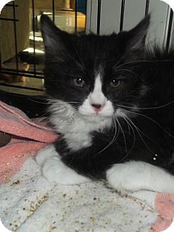 Domestic Longhair Cat for Sale in La Canada Flintridge, California - Rover Domestic Longhair Cat for Sale in La Canada Flintridge, California - Rover