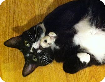 Domestic Shorthair Cat for Sale in Irvine, California - Inny Domestic Shorthair Cat for Sale in Irvine, California - Inny