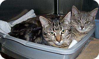 Domestic Shorthair Cat for Sale in Dover, Ohio - Tiara Domestic Shorthair Cat for Sale in Dover, Ohio - Tiara