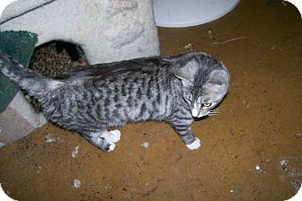 Domestic Shorthair Cat for Sale in Tempe, Arizona - Daisy Domestic Shorthair Cat for Sale in Tempe, Arizona - Daisy