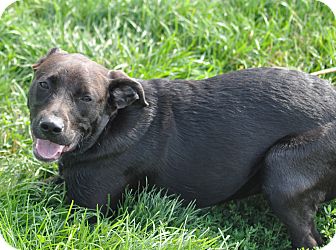 Labrador Retriever Mix Dog for Sale in New cumberland, West Virginia - Trixie Labrador Retriever Mix Dog for Sale in New cumberland, West Virginia - Trixie