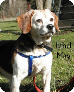 Beagle Mix Dog for Sale in Warren, Pennsylvania - Ethel May Beagle Mix Dog for Sale in Warren, Pennsylvania - Ethel May