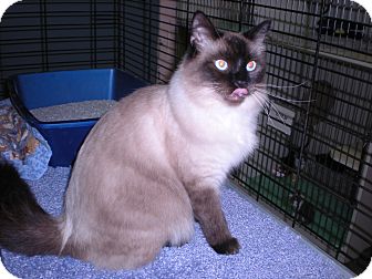 Siamese Cat for Sale in New Castle, Pennsylvania - Siamese Cat for Sale in New Castle, Pennsylvania -