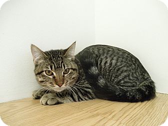 Domestic Mediumhair Kitten for Sale in Milwaukee, Wisconsin - Chuck Domestic Mediumhair Kitten for Sale in Milwaukee, Wisconsin - Chuck