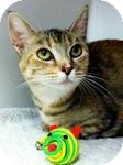 Domestic Shorthair Cat for Sale in Red Bluff, California - Sangria Domestic Shorthair Cat for Sale in Red Bluff, California - Sangria