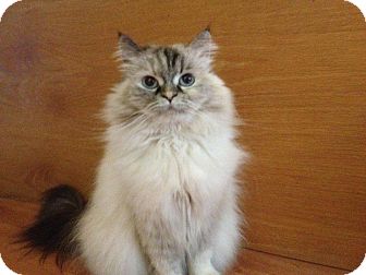 Himalayan Cat for Sale in Emsdale (Huntsville), Ontario - Luna - Princess! Himalayan Cat for Sale in Emsdale (Huntsville), Ontario - Luna - Princess!