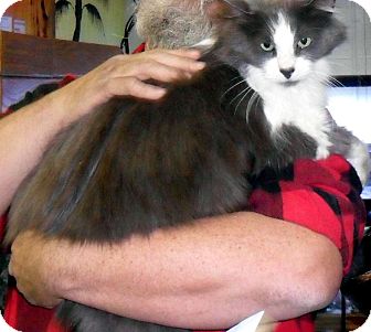 Domestic Mediumhair Cat for Sale in Plainwell, Michigan - Pudge Domestic Mediumhair Cat for Sale in Plainwell, Michigan - Pudge