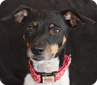 Rat Terrier Mix Dog for Sale in Bridgeton, Missouri - Breeze Rat Terrier Mix Dog for Sale in Bridgeton, Missouri - Breeze