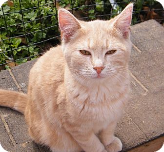 American Shorthair Cat for Sale in cumberland, Rhode Island - Bing American Shorthair Cat for Sale in cumberland, Rhode Island - Bing
