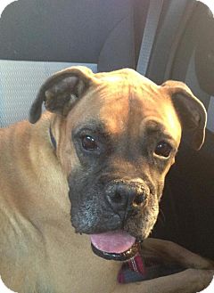 Boxer Mix Dog for Sale in Scottsdale, Arizona - Cha Cha Boxer Mix Dog for Sale in Scottsdale, Arizona - Cha Cha