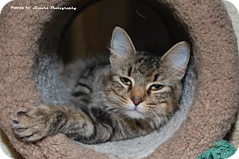 Domestic Mediumhair Cat for Sale in Lincoln, Nebraska - Queenie Domestic Mediumhair Cat for Sale in Lincoln, Nebraska - Queenie