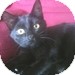 Domestic Shorthair Kitten for Sale in Vancouver, British Columbia - Minou Domestic Shorthair Kitten for Sale in Vancouver, British Columbia - Minou
