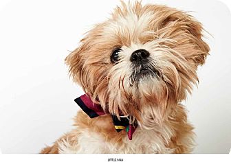 Shih Tzu Mix Dog for Sale in New York, New York - Little Man Shih Tzu Mix Dog for Sale in New York, New York - Little Man