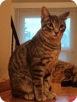 Domestic Shorthair Cat for Sale in Toronto, Ontario - Leo Domestic Shorthair Cat for Sale in Toronto, Ontario - Leo