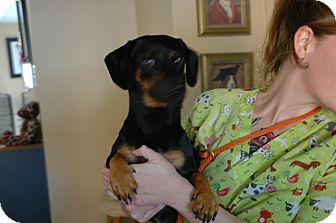 Dachshund Mix Dog for Sale in san antonio, Texas - Frankie Dachshund Mix Dog for Sale in san antonio, Texas - Frankie