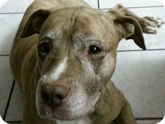 Pit Bull Terrier/Hound (Unknown Type) Mix Dog for Sale in Clermont, Florida - Wasabi Pit Bull Terrier/Hound (Unknown Type) Mix Dog for Sale in Clermont, Florida - Wasabi