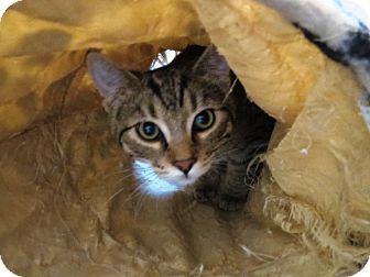 Domestic Shorthair Cat for Sale in Geneseo, Illinois - Gary Domestic Shorthair Cat for Sale in Geneseo, Illinois - Gary
