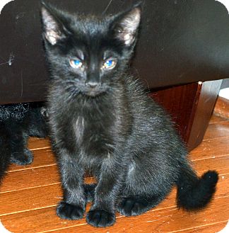 Russian Blue Kitten for Sale in Xenia, Ohio - Bonnie Russian Blue Kitten for Sale in Xenia, Ohio - Bonnie