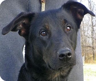 Labrador Retriever/Australian Cattle Dog Mix Dog for Sale in Brookville, Indiana - Darla Labrador Retriever/Australian Cattle Dog Mix Dog for Sale in Brookville, Indiana - Darla