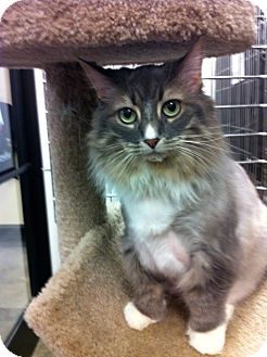 Domestic Mediumhair Cat for Sale in Warminster, Pennsylvania - Niki Domestic Mediumhair Cat for Sale in Warminster, Pennsylvania - Niki