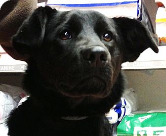 Labrador Retriever Mix Puppy for Sale in Emsdale (Huntsville), Ontario - Ella - Puppy! Labrador Retriever Mix Puppy for Sale in Emsdale (Huntsville), Ontario - Ella - Puppy!