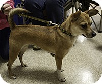 Rat Terrier Mix Dog for Sale in Loudonville, New York - Missy Rat Terrier Mix Dog for Sale in Loudonville, New York - Missy