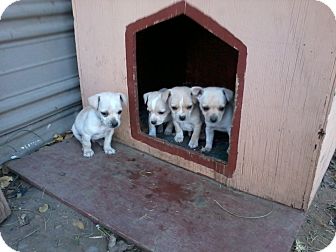 Chihuahua Mix Puppy for Sale in Seattle, Washington - Chihuahua Puppies Chihuahua Mix Puppy for Sale in Seattle, Washington - Chihuahua Puppies