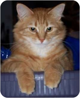 Domestic Longhair Cat for Sale in North Highlands, California - Roxi Domestic Longhair Cat for Sale in North Highlands, California - Roxi