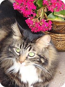 Maine Coon Cat for Sale in Laguna Woods, California - Sofia Maine Coon Cat for Sale in Laguna Woods, California - Sofia