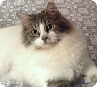 Maine Coon Cat for Sale in Chattanooga, Tennessee - Pita Maine Coon Cat for Sale in Chattanooga, Tennessee - Pita