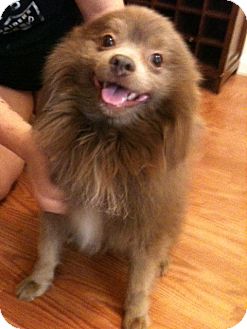 Pomeranian Mix Dog for Sale in Phoenix, Arizona - Nico Pomeranian Mix Dog for Sale in Phoenix, Arizona - Nico