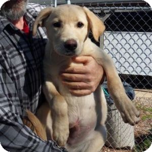 Labrador Retriever Mix Puppy for Sale in Athens, Georgia - Happy Labrador Retriever Mix Puppy for Sale in Athens, Georgia - Happy
