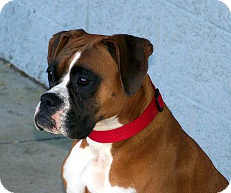 Boxer Mix Dog for Sale in Niagra Falls, New York - Mia Boxer Mix Dog for Sale in Niagra Falls, New York - Mia