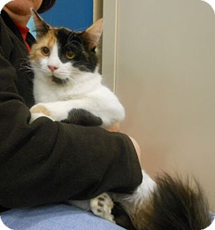 Domestic Mediumhair Cat for Sale in Sterling, Virginia - Karen Domestic Mediumhair Cat for Sale in Sterling, Virginia - Karen