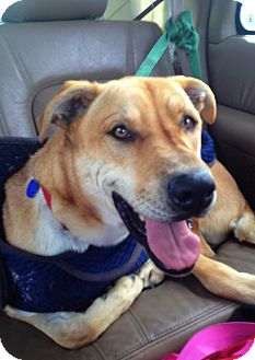 Shar Pei/Great Dane Mix Dog for Sale in Mira Loma, California - Parker Shar Pei/Great Dane Mix Dog for Sale in Mira Loma, California - Parker